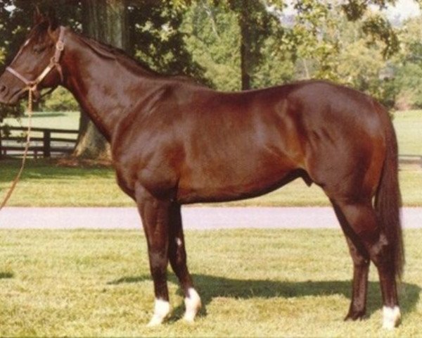 stallion Sesaro xx (Thoroughbred, 1992, from Danzig xx)