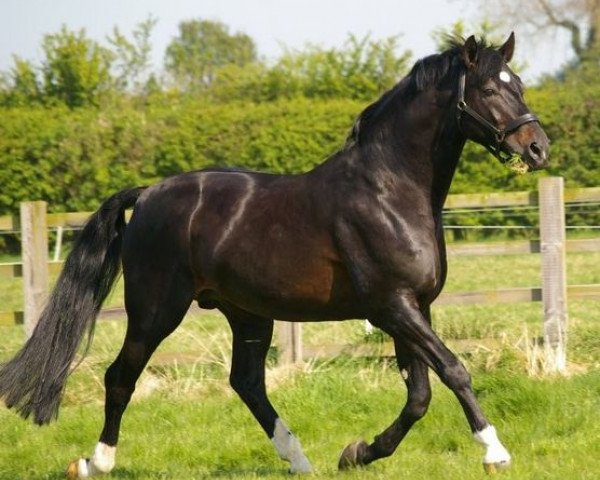 horse Medoc (Hanoverian, 1990, from Maat I)