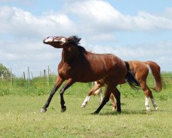 broodmare Rosemarie (Westphalian, 1997, from Rombach)