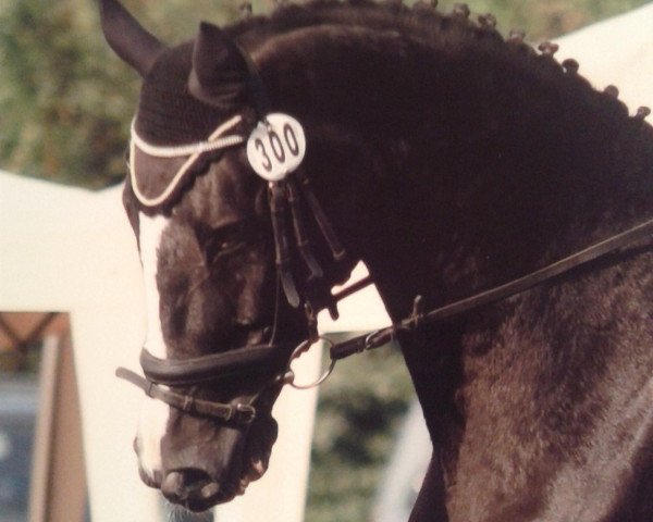 Pferd Platini 15 (Hannoveraner, 1993, von Prince Thatch xx)