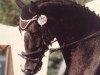 horse Platini 15 (Hanoverian, 1993, from Prince Thatch xx)