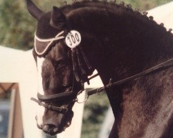 horse Platini 15 (Hanoverian, 1993, from Prince Thatch xx)