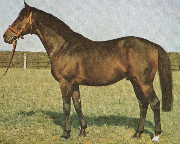 stallion Soderini xx (Thoroughbred, 1961, from Crepello xx)