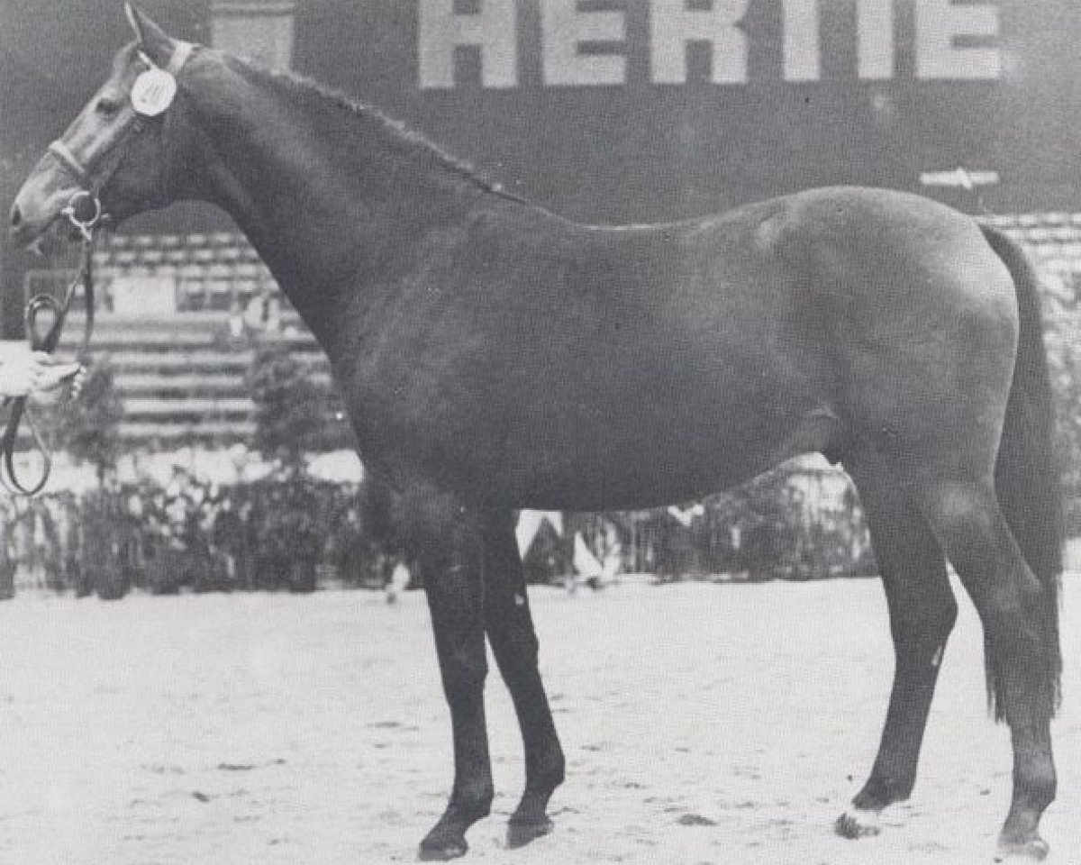 Deckhengst Livorno (Holsteiner, 1976, von Ladykiller xx)