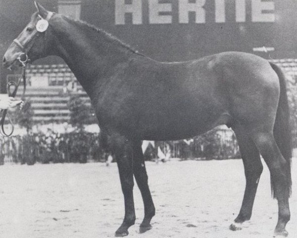 stallion Livorno (Holsteiner, 1976, from Ladykiller xx)