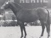 stallion Livorno (Holsteiner, 1976, from Ladykiller xx)