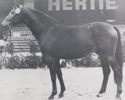 stallion Livorno (Holsteiner, 1976, from Ladykiller xx)