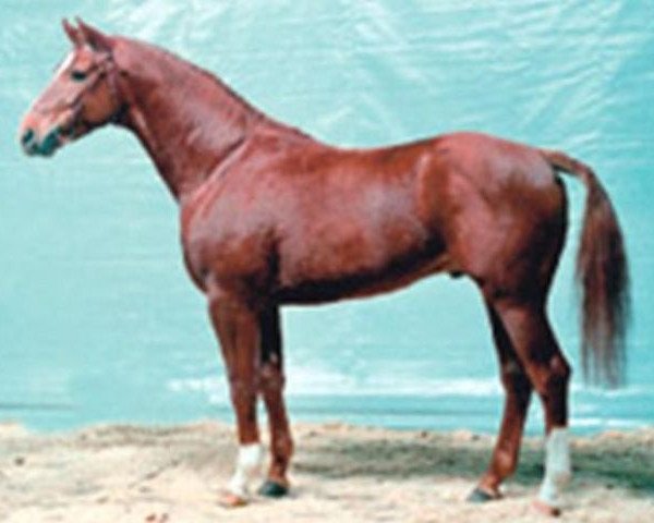 stallion Tacitus (Hanoverian, 1983, from Trapper)