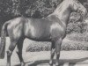 stallion Parnass (Westphalian, 1978, from Paradox I)