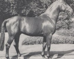 stallion Parnass (Westphalian, 1978, from Paradox I 1697)