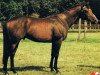 stallion Just a Flutter xx (Thoroughbred, 1984, from Beldale Flutter xx)