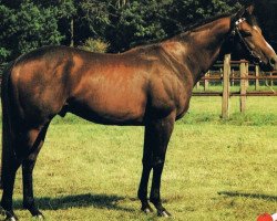 stallion Just a Flutter xx (Thoroughbred, 1984, from Beldale Flutter xx)