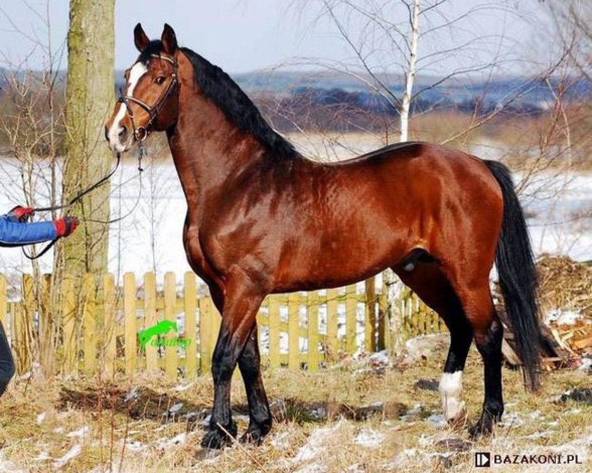 Deckhengst Le Voltaire (KWPN (Niederländisches Warmblut), 1993, von Voltaire)