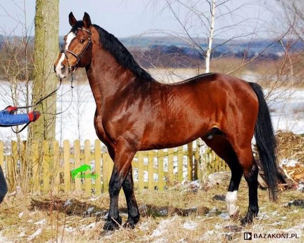 stallion Le Voltaire (KWPN (Royal Dutch Sporthorse), 1993, from Voltaire)