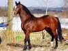 stallion Le Voltaire (KWPN (Royal Dutch Sporthorse), 1993, from Voltaire)