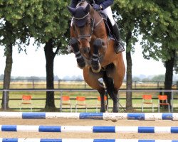 jumper Chacanno Jra (Oldenburg show jumper, 2007, from Chacco-Blue)