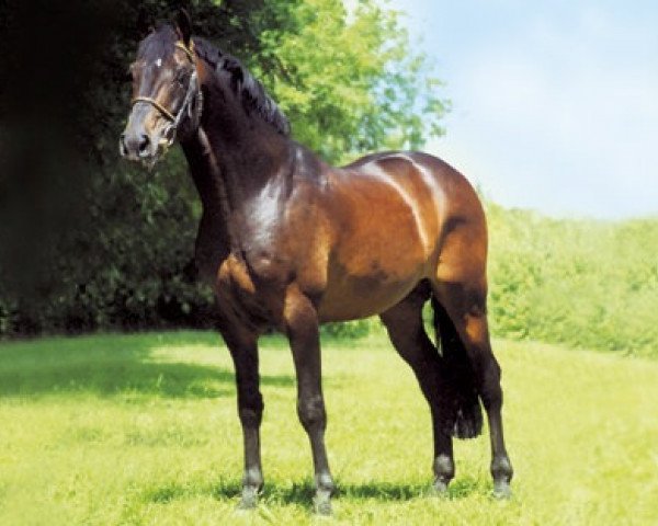 horse Caretello B (Holsteiner, 1988, from Caretino)