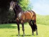stallion Caretello B (Holsteiner, 1988, from Caretino)