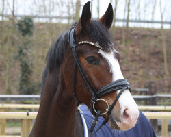 dressage horse Grisu T (Deutsches Sportpferd, 2016, from Ggn Grand Pilot)