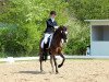 dressage horse Benno (German Riding Pony, 1995, from Bayus)