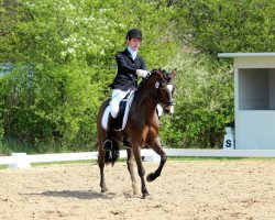 dressage horse Benno (German Riding Pony, 1995, from Bayus)