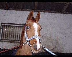 horse Deister 93 (German Riding Pony, 1999, from FS Don't Worry)