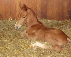 dressage horse Fritzchen aus Westfalen (Westfale, 2012, from Florencio I)