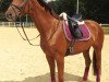 broodmare Haute Noblesse M (Hanoverian, 2008, from Hochadel)