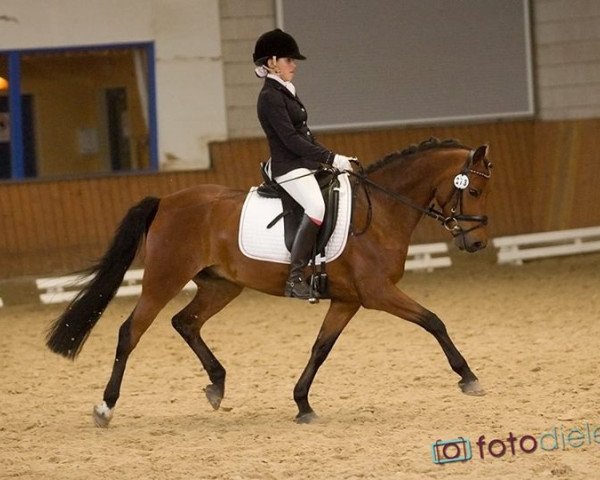 dressage horse Fiete WE (German Riding Pony, 2006, from Farbenfroh C WE)