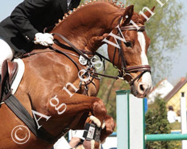 dressage horse Aelion Boy (Mecklenburg, 2001, from Amboseli)