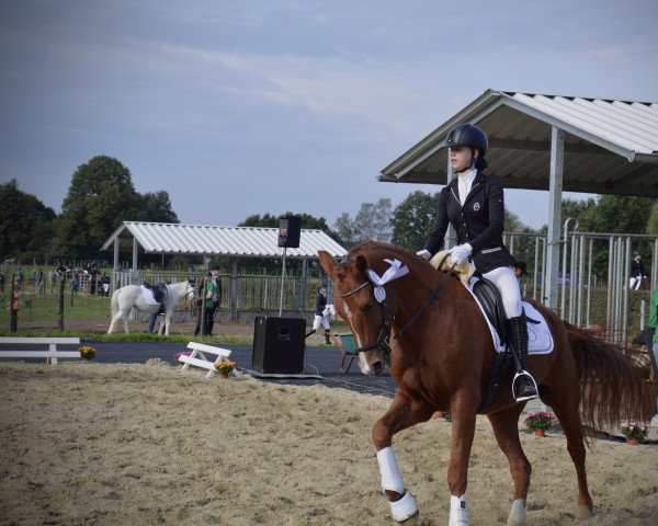 horse Swing King's Speedy (New Forest Pony, 2011, from Sir Durk)