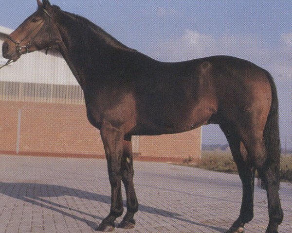 stallion Volaro (Oldenburg, 1973, from Vollkorn xx)