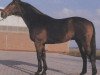 stallion Volaro (Oldenburg, 1973, from Vollkorn xx)
