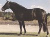stallion Don Fernando (Hanoverian, 1976, from Duft I)