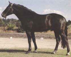 stallion Don Fernando (Hanoverian, 1976, from Duft I)