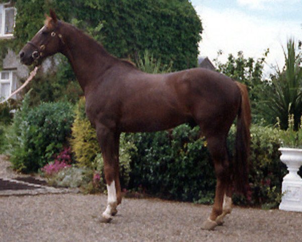 stallion Caesar Imperator xx (Thoroughbred, 1983, from Julius Caesar xx)