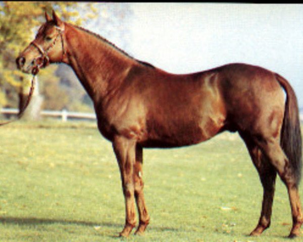 stallion Pharly xx (Thoroughbred, 1974, from Lyphard xx)