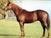 stallion Pharly xx (Thoroughbred, 1974, from Lyphard xx)