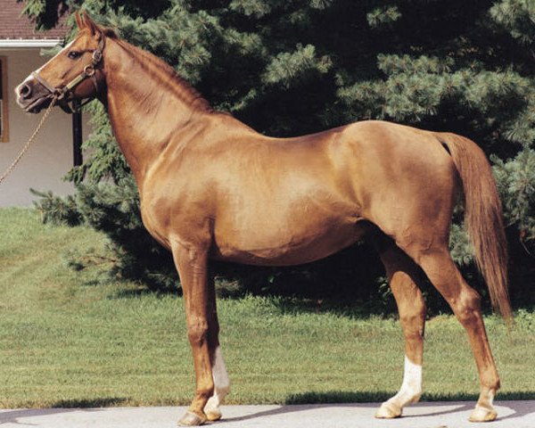 stallion Le Fabuleux xx (Thoroughbred, 1961, from Wild Risk xx)