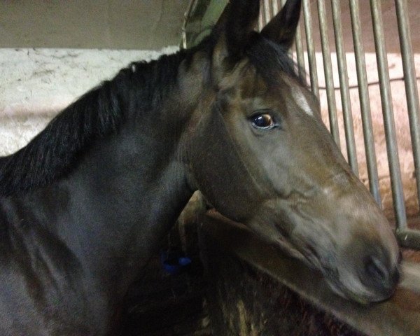 stallion Rich Charles J (German Sport Horse,  , from Rich Charly I)