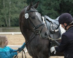 Deckhengst Royal Deluxe J (Deutsches Reitpferd, 2009, von Rich Charly I)