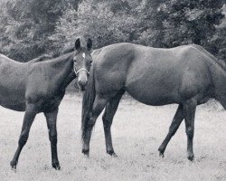 broodmare Crape Band xx (Thoroughbred, 1960, from Crepello xx)