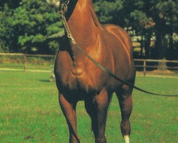 stallion Solarstern xx (Thoroughbred, 1979, from Viceregal xx)