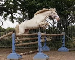 Pferd Cranmore Honey Bee (Connemara-Pony, 2013, von Maecon Boy)