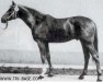 stallion Saffian (Trakehner, 1977, from Alarm)