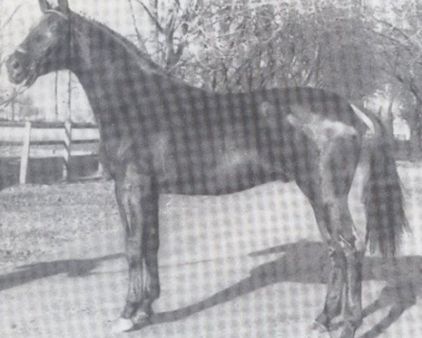 stallion Domschatz (Hanoverian, 1979, from Domspatz)