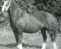 broodmare Tyngwndwn Mathrafal Lady (Welsh-Cob (Sek. D), 1958, from Mathrafal)