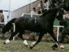 stallion Llanarth True Briton (Welsh-Cob (Sek. D), 1976, from Nebo Black Magic)