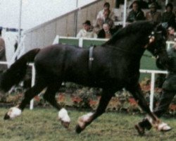 Deckhengst Llanarth True Briton (Welsh-Cob (Sek. D), 1976, von Nebo Black Magic)