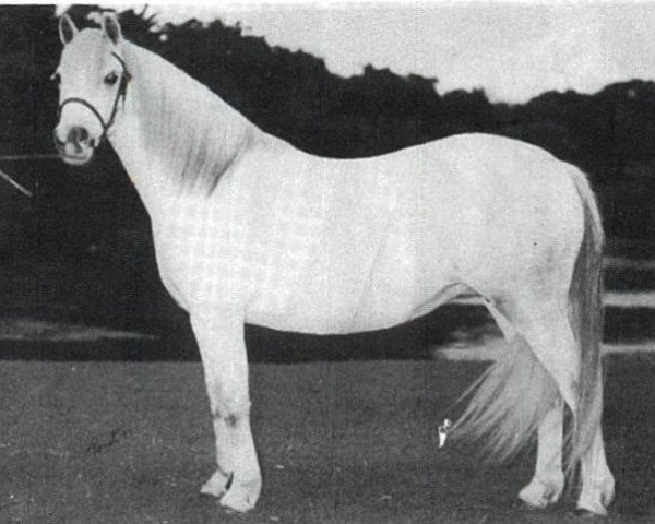 stallion Craven Cyrus (Welsh mountain pony (SEK.A), 1927, from King Cyrus ox)